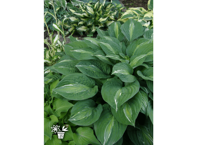 Hosta   'Striptease'